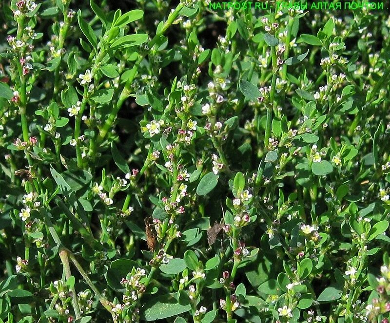 горец спорыш. агрессия животных. ползучий сорняк спорыш. горец птичий (polygonum aviculare). горец птичий спорыш.