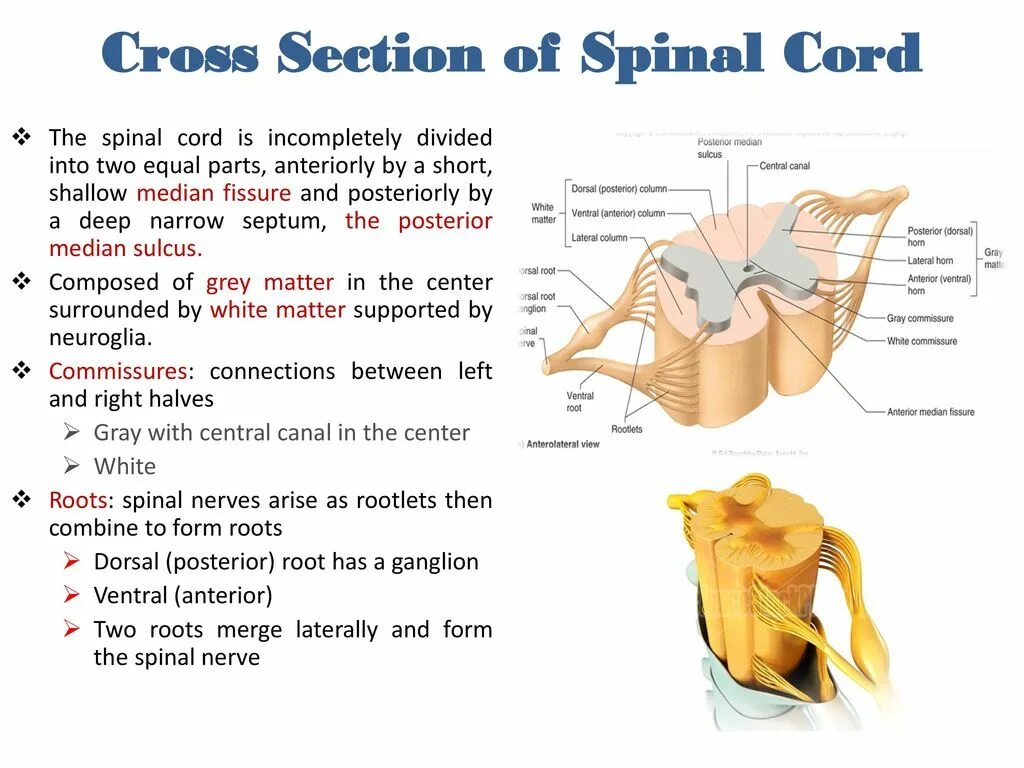 Dorsal Horn of the Spinal Cord. Spinal Cord Anatomy. Anterolateral sulcus of Spinal Cord. Central canal of Spinal Cord.