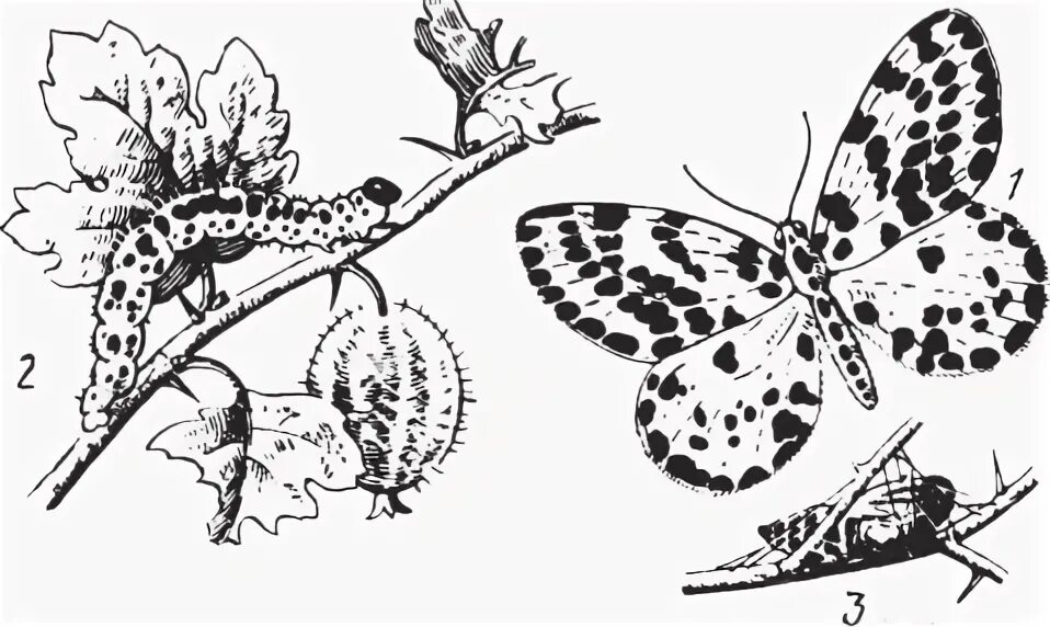 Рассмотрите рисунок с изображением бабочки. Рассмотрите рисунок с изображением бабочки. Строение насекомых. Равнокрылые бабочки. Березовая пяденица движущий отбор.