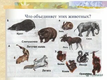 Какая характеристика относится к животным