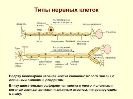Функцию передачи нервных импульсов осуществляет