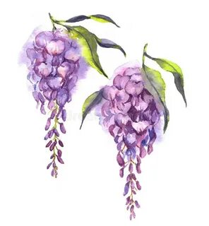 Глициния рисунок