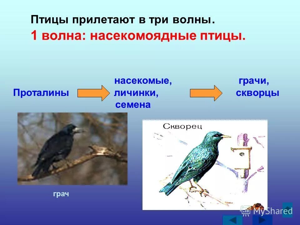 Какие птицы прилетают весной первыми 2 класс. Какие птицы прилетают. Какие птицы прилетают весной. Первые птицы которые прилетают весной. Весенние птицы которые прилетают.