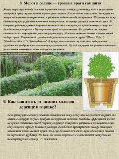 Подкормка для самшита