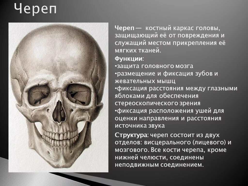 Скелет головы особенности. Череп это определение. Строение и функции черепа. Строение черепа человека. Функции костей лицевого отдела черепа.