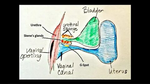 What Does It Mean When A Female Squirts.