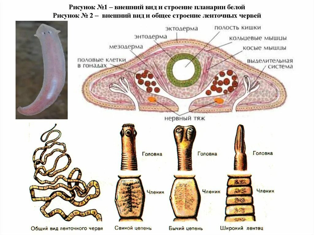 Ленточные черви свиной бычий цепни. Ленточные черви строение рисунок. Плоские черви ленточные строение. Сколексы бычьего саиного цепней. Строение внутренних паразитов