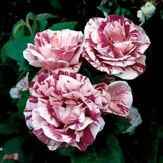 Marvels rose