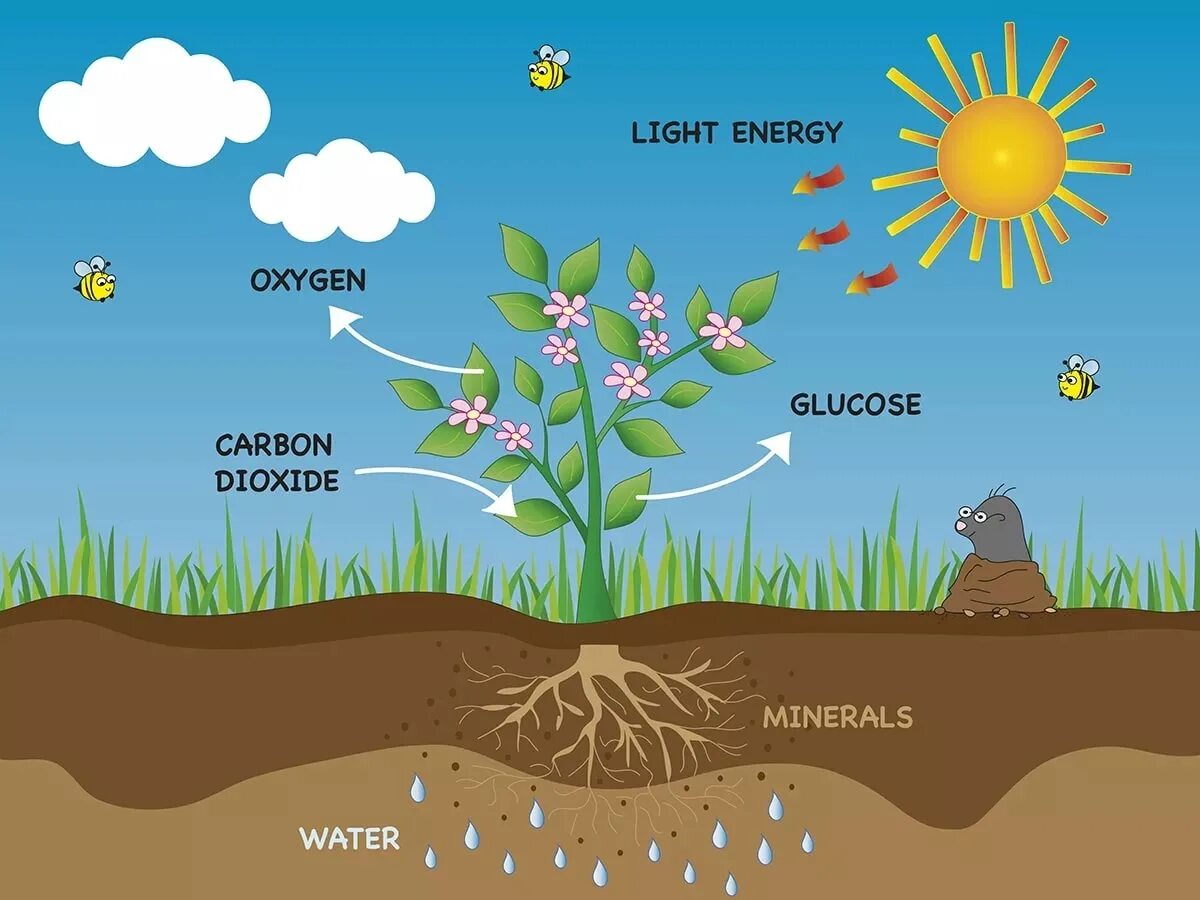 Respiration in Plants. Фотосинтез для детей. Фотосинтез игра. Фотосинтез растений для детей. Глюкоза углерод вода