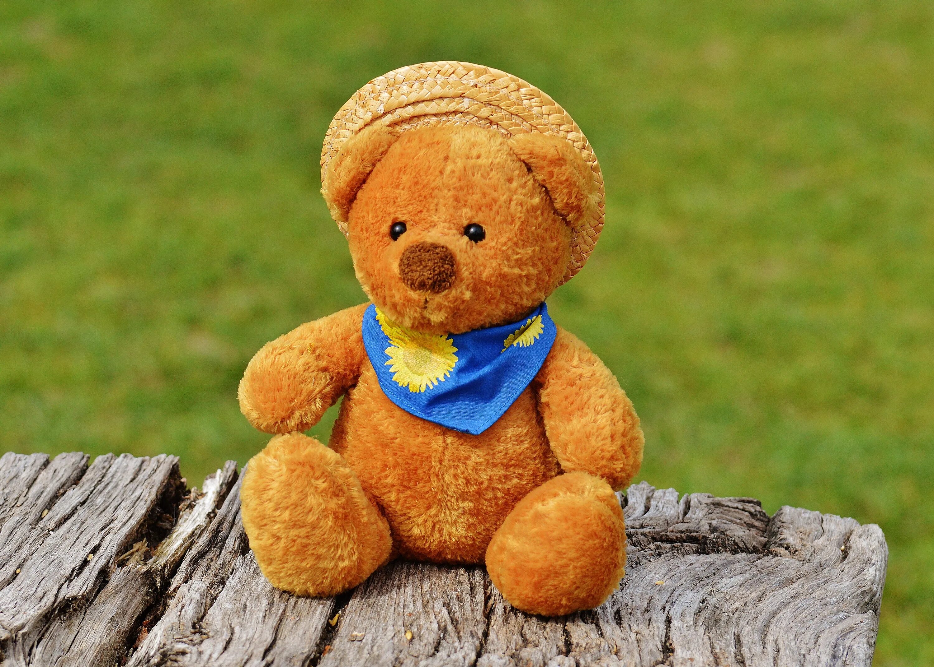 Тедди Беар. Мишки Тедди Беар. Мягкая игрушка Тедди Беар. Плюшевый Медвежонок. Toy bear перевод