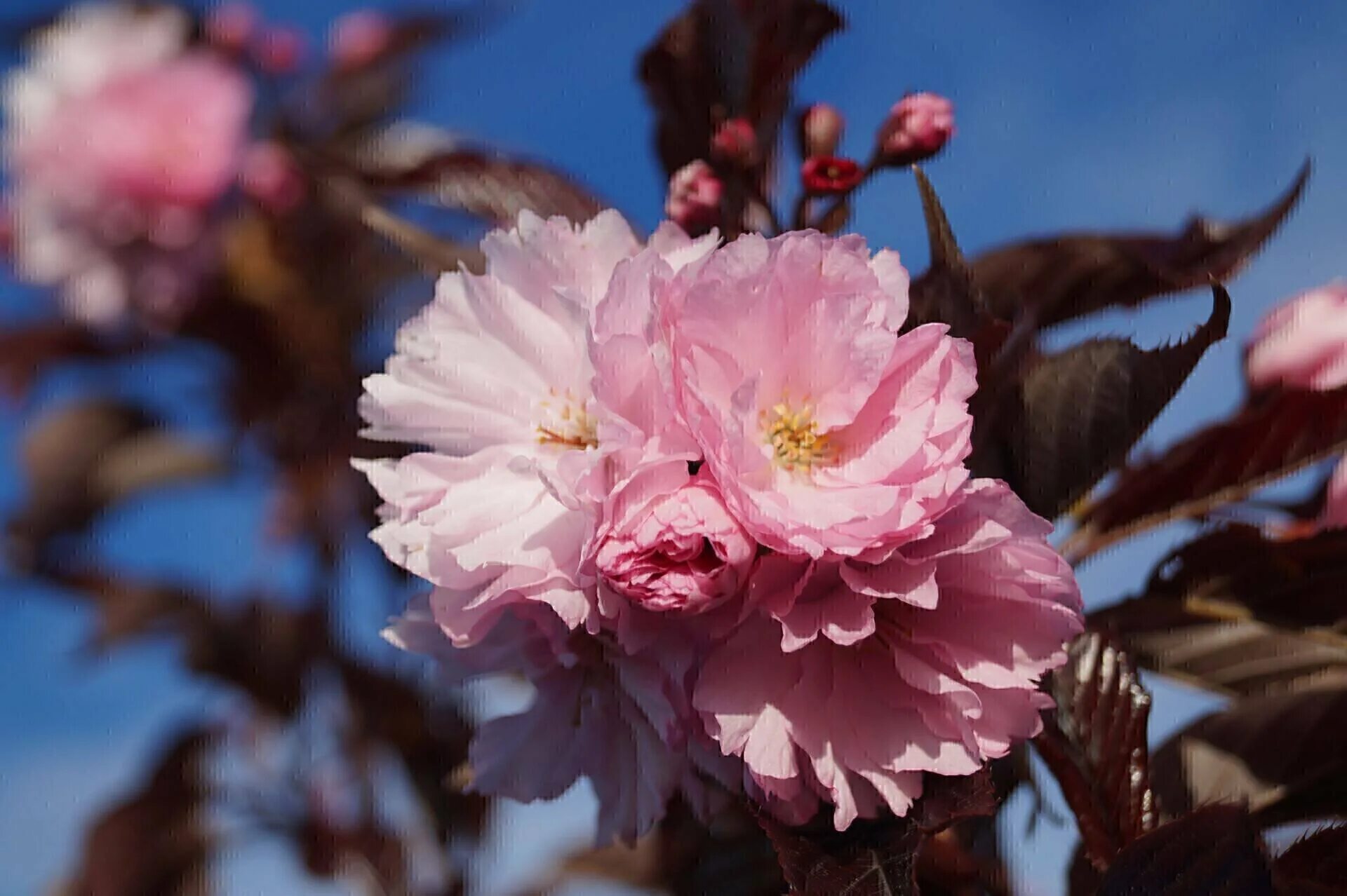 Сакура роял. Вишня роял бургунди. prunus serrulata &#039;royal burgundy&#039;. сакура (вишня декоративная) роял бургунди. вишня мелкопильчатая роял бургунди.