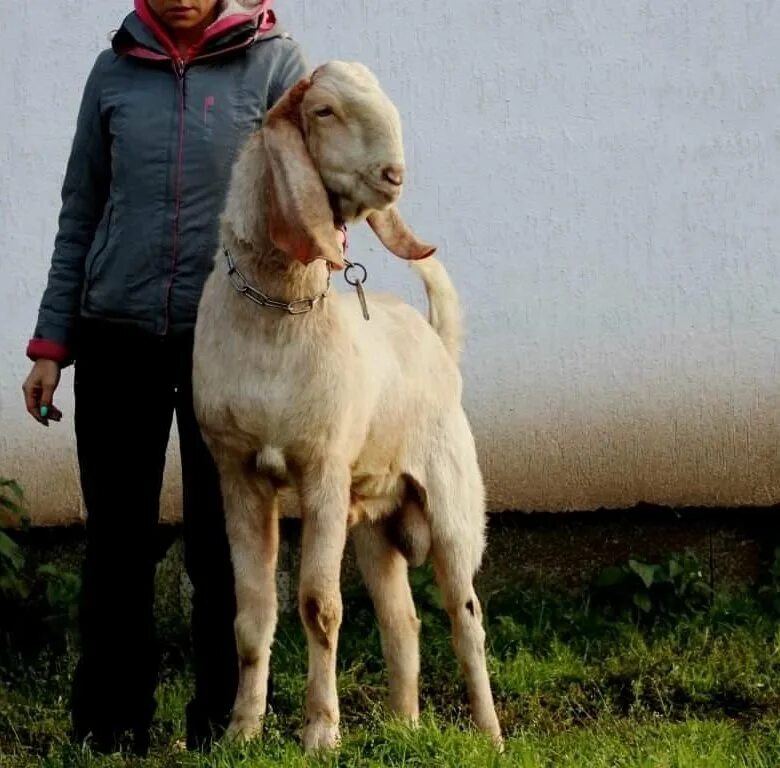 Авито козы камори. Камори битал. Козы Камори. Козел породы битал. Козлята Камори.