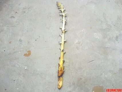 Утрата хлорофилла у растения заразихи формирование