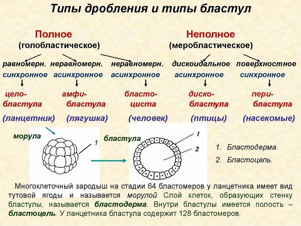 Представители каких классов позвоночных животных крупные яйцеклетки. Типы яйцеклеток дробления и бластул. Типы дробления дискоидальное. Неполное дискоидальное дробление. Типы дробления и бластула у различных позвоночных животных.