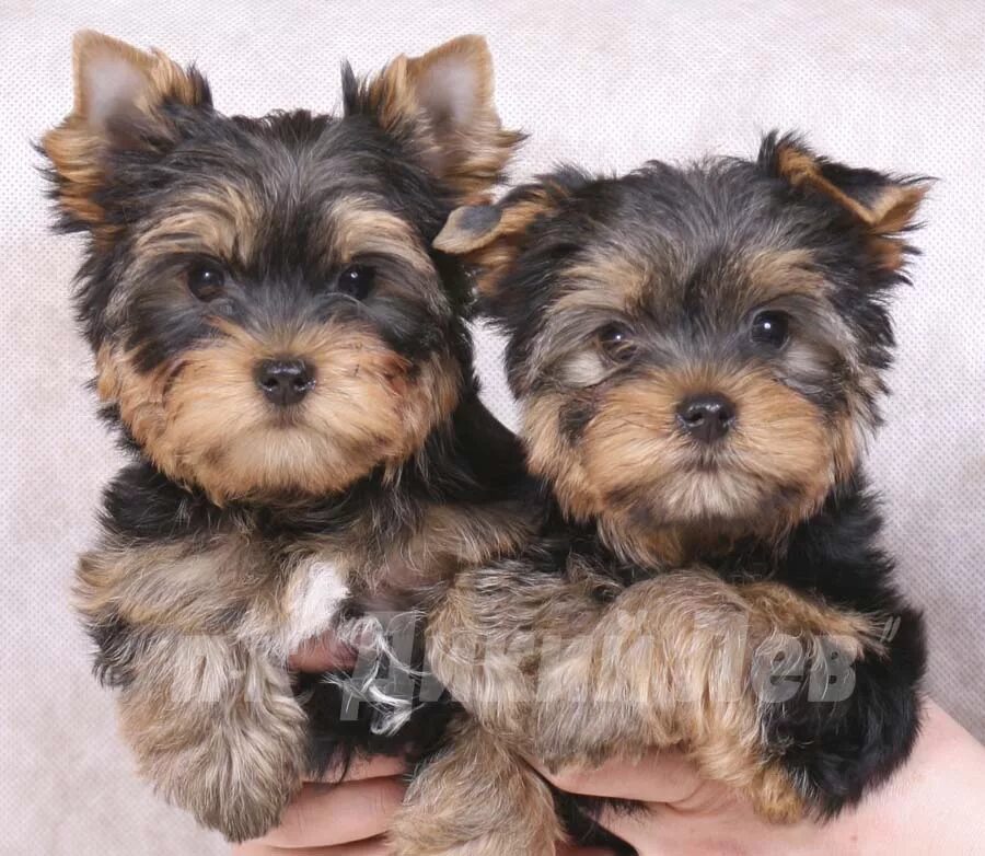 йоркширского терьера toto. йоркширский терьер. йоркширский терьер. йоркширский терьер. йоркширский терьер.