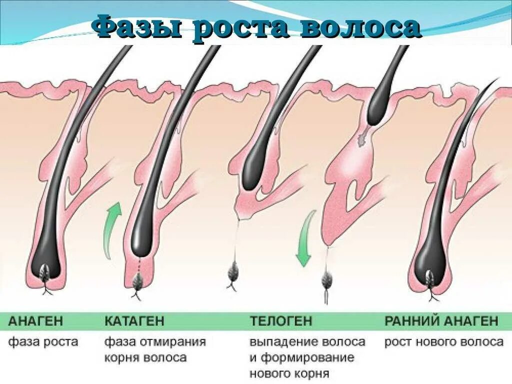 Почему волосы растут до определенной длины