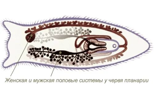 Способ размножения планарии. Система размножения тип плоские черви. Способ размножения планарии. Фрагментация планарии. Плоские черви планария.