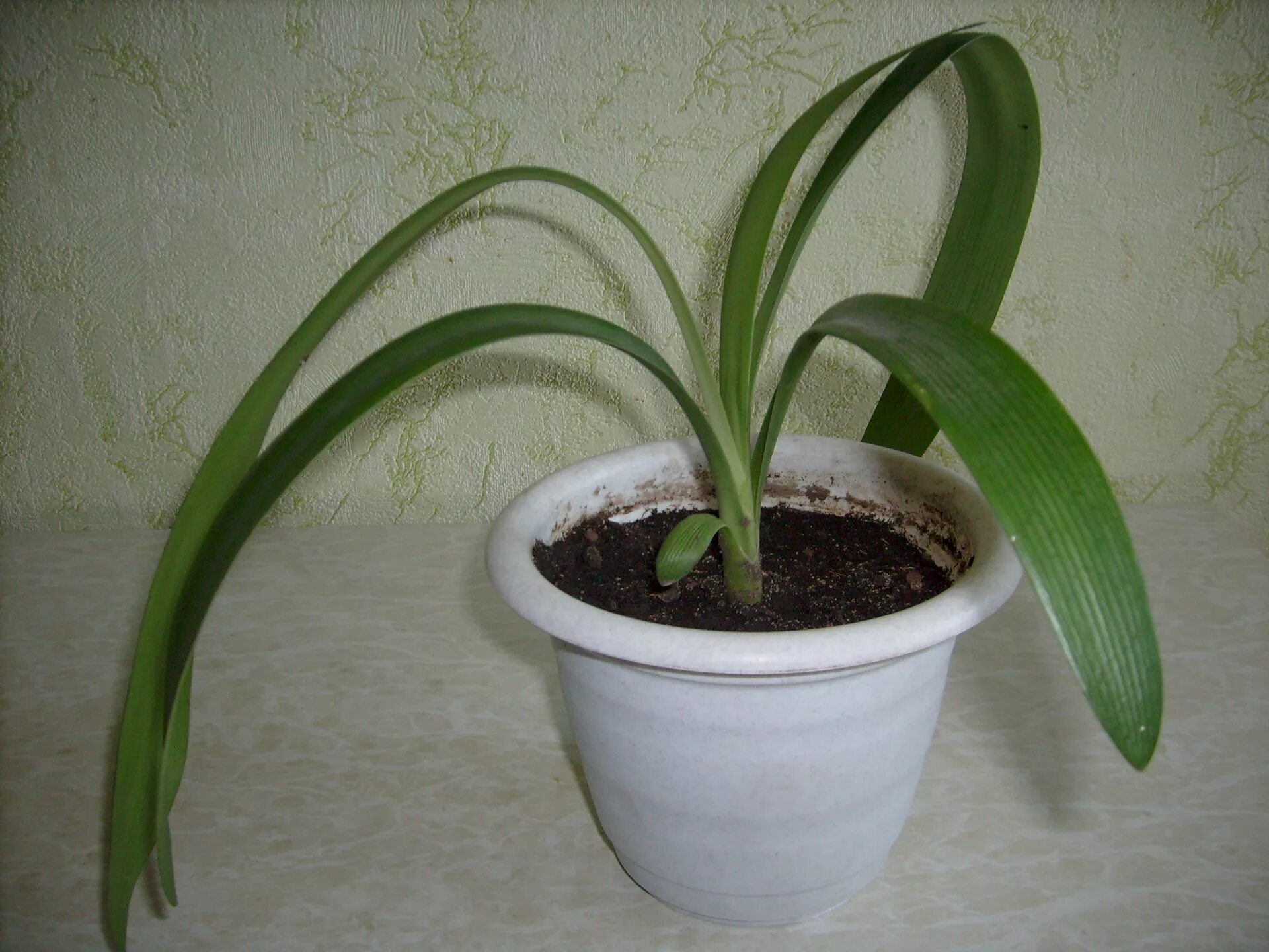 identification - Please help me identify this bulbous plant with long, broad lea