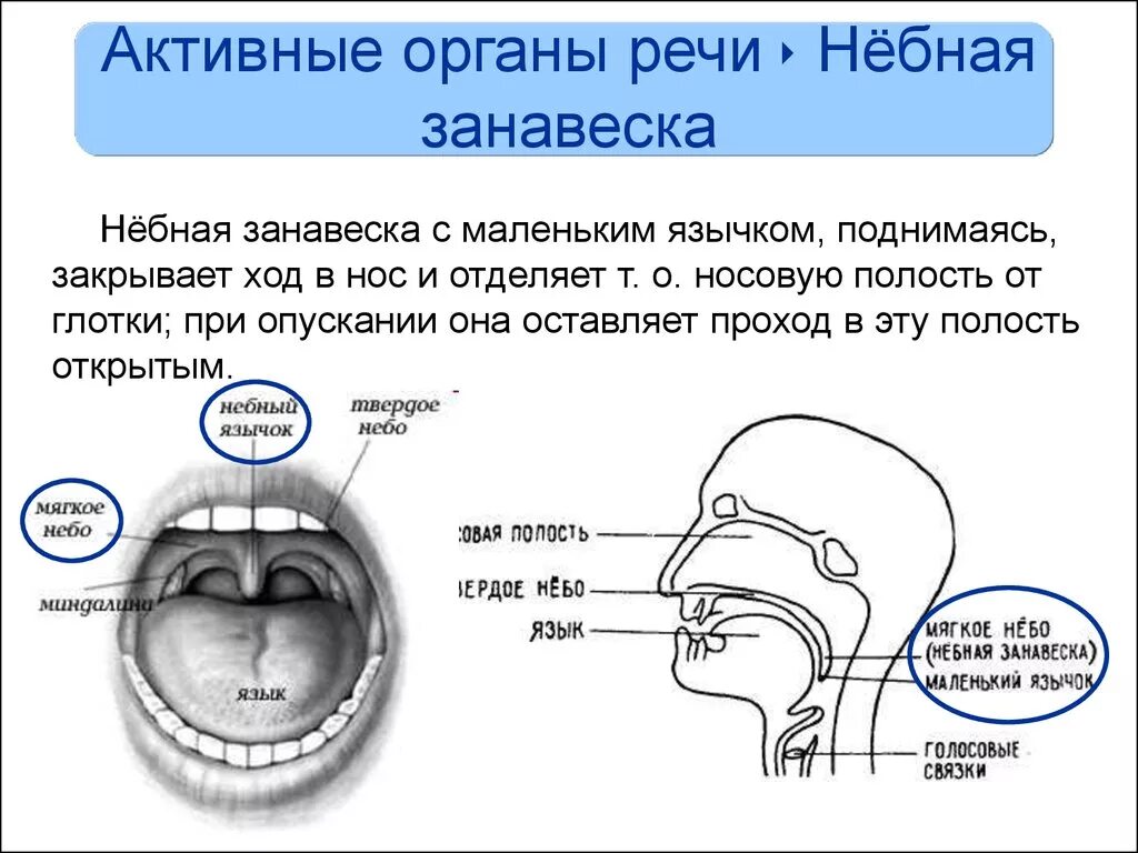 Носовой проход отделен от ротовой полости твердым. Небная занавеска анатомия человека. Схема органов речи. Активные органы речи. Активные и пассивные органы речи.