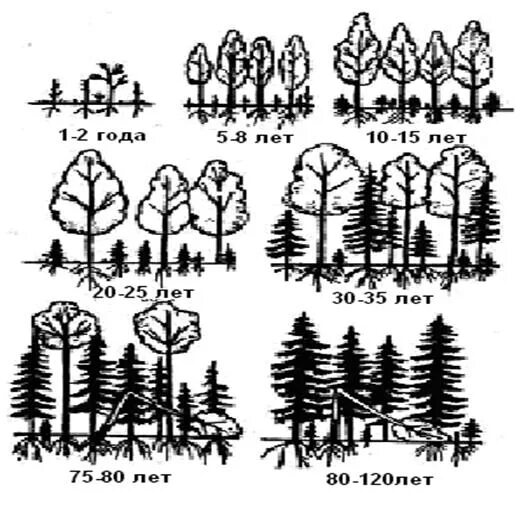 Лыжная база новожилово березники. Динамика экосистем: цикличность, сукцессия, климакс. Береза березняк подберезовик. Береза родственные слова. А я березняк.