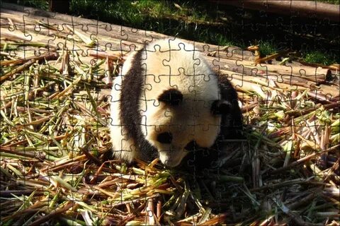 Random panda
