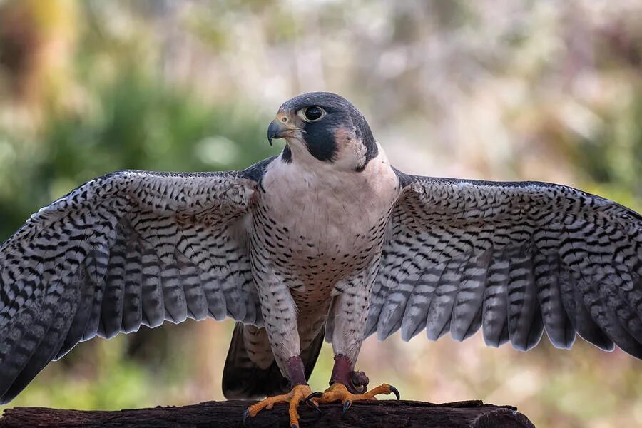 Сапсан птица сапсан. Сокол по-английски перевод. Hawk перевод. Сапсан птица. Peregrine falcon.