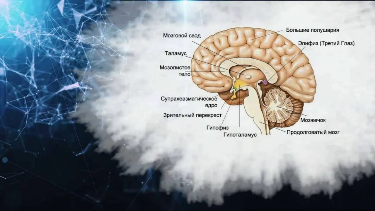 Таламус гипоталамус эпифиз. Гипофиз таламус шишковидная железа. Гипофиз эпифиз таламус. Промежуточный мозг эпифиз. Свод головного мозга