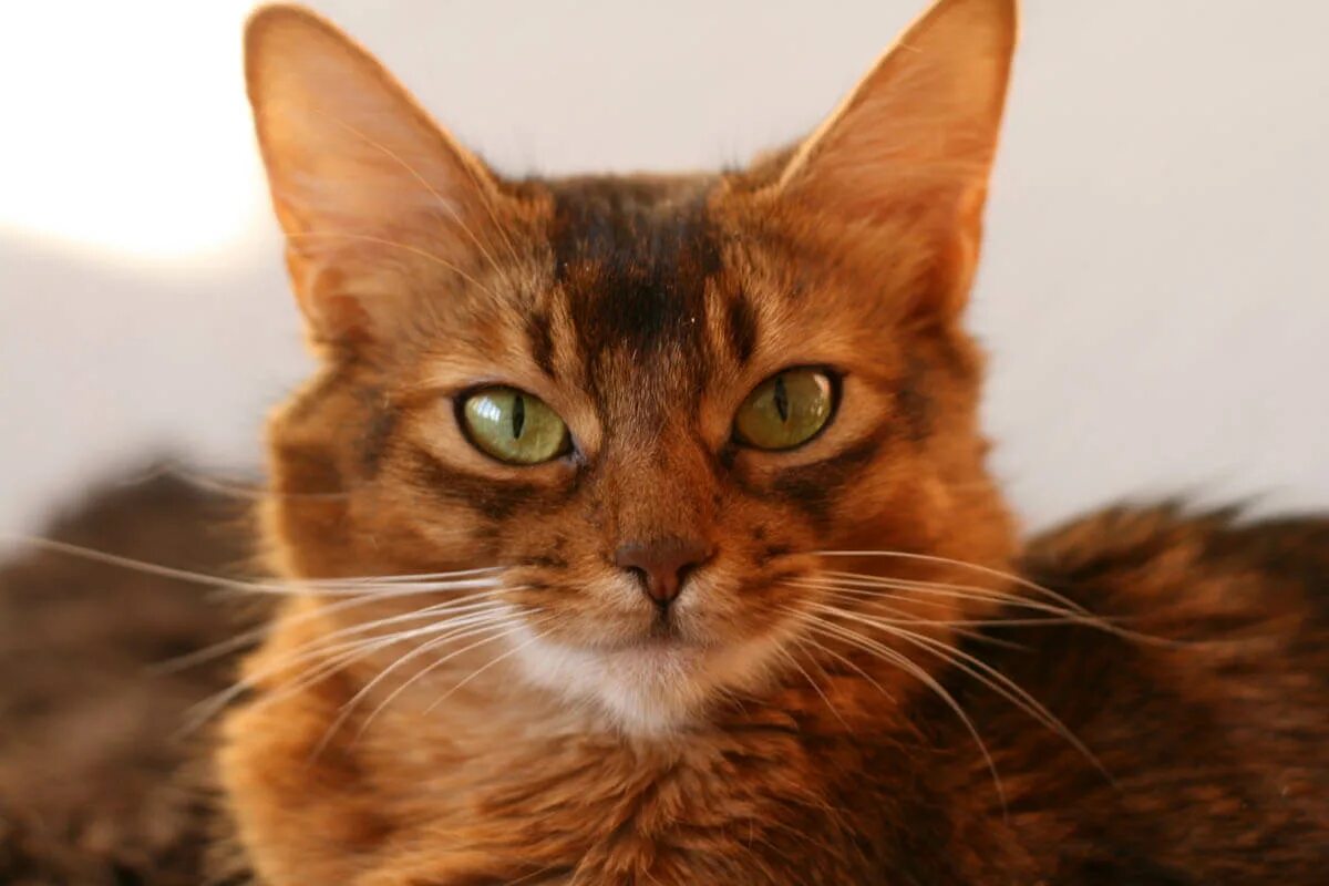 Сомалийская порода кошек. Сомалийская кошка рыжая. Сомали (кошка). Сомалийская кошка фото. Быстро просто кошка