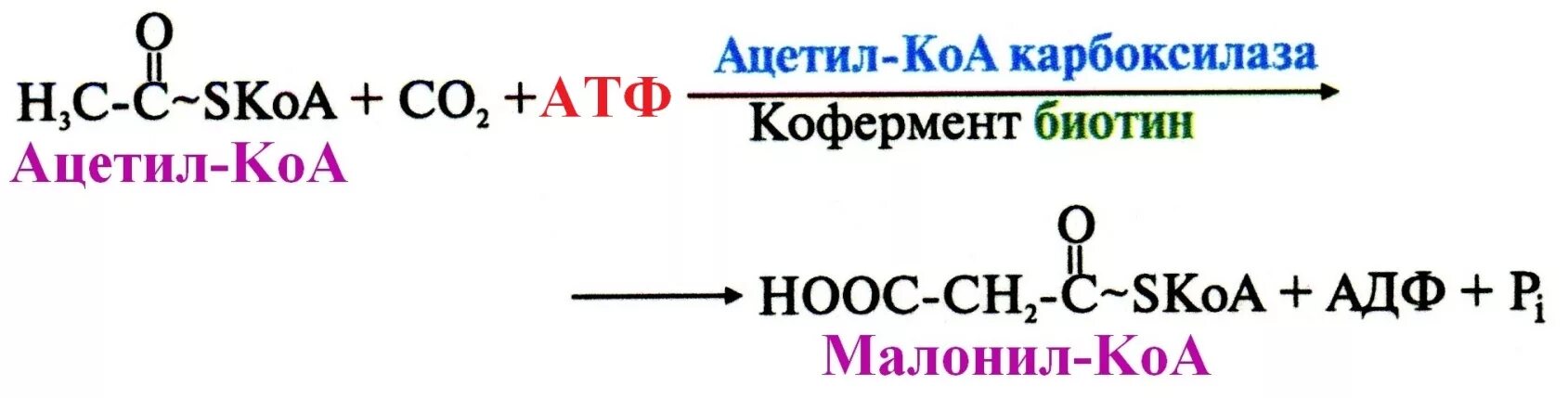 Ацетил коа фермент. Реакция образования малонил КОА. В реакции, катализируемой ацетил-КОА-карбоксилазой. Класс фермента катализирующего превращение ацетил КОА. Реакция синтеза малонил КОА.