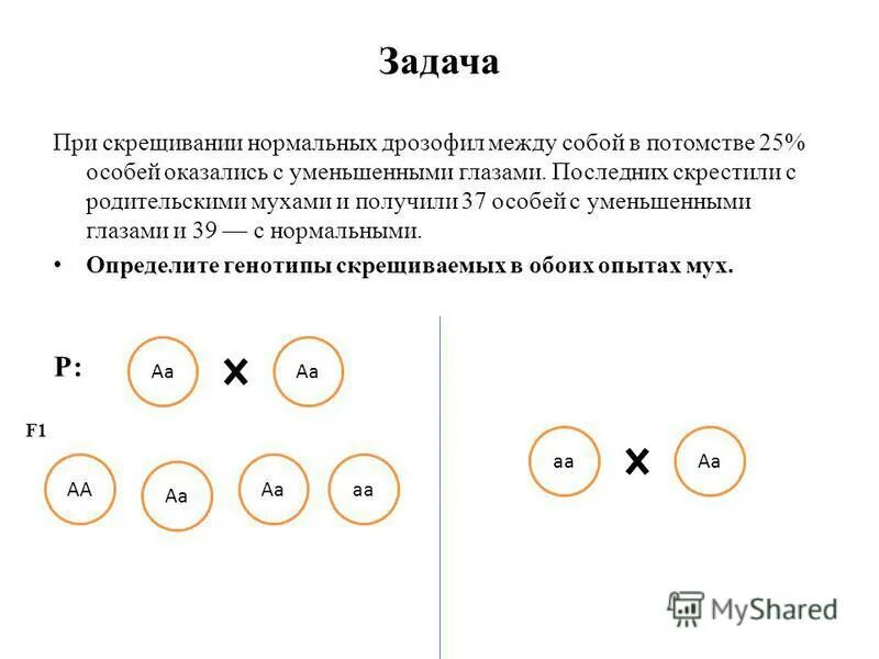 При скрещивании чистых линий между