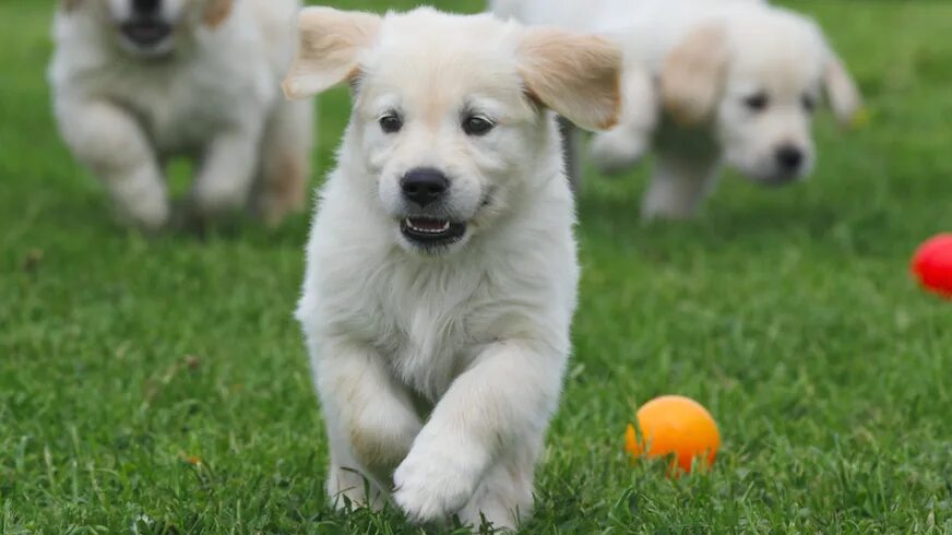 Puppy playing 2. Собака на лужайке. puppy play щенки. золотистый ретривер бег.