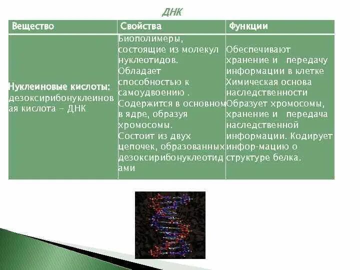 Биополимеры строение и функции. Функции биополимеров. Характеристика биополимеров. Особенности строения биополимеров.