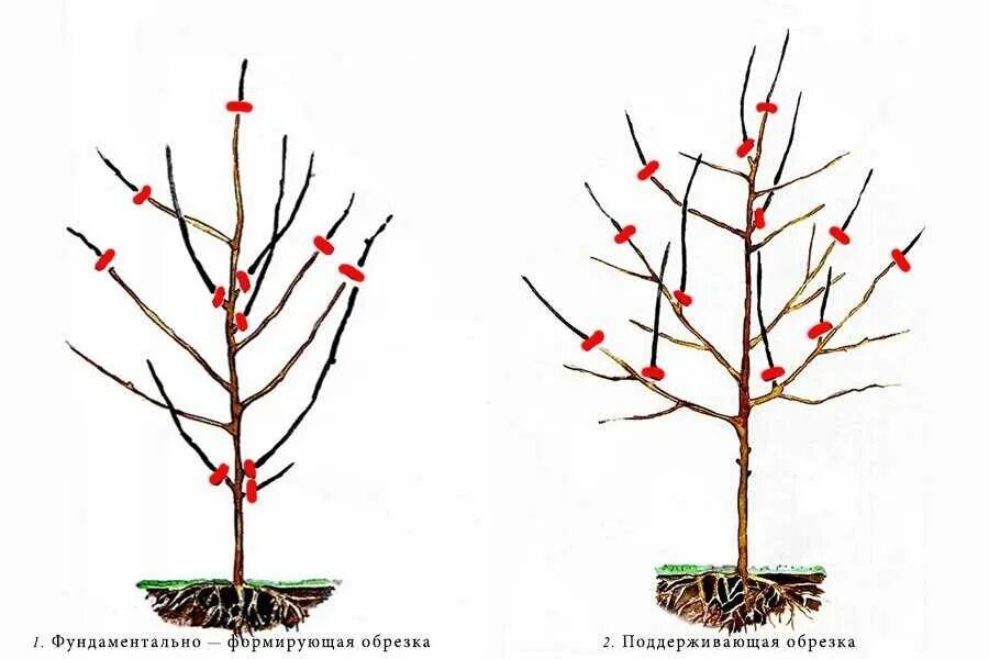 Обрезка черешни когда и как правильно. Формировка черешни чашей. Формировка дерева черешни. Чашевидная крона черешни. Крона яблонь формировка.