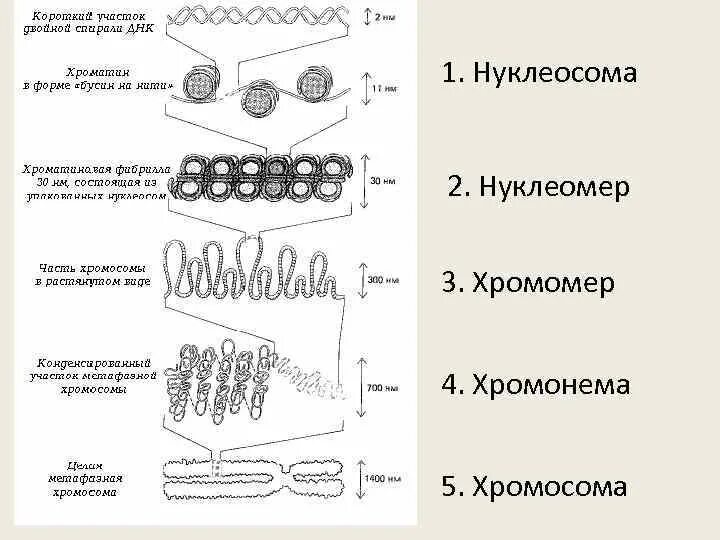 Уровни компактизации хроматина. Нуклеомерный уровень компактизации хроматина. Уровни спирализации хроматина. Уровни упаковки хроматина. Схема компактизации наследственного материала клетки