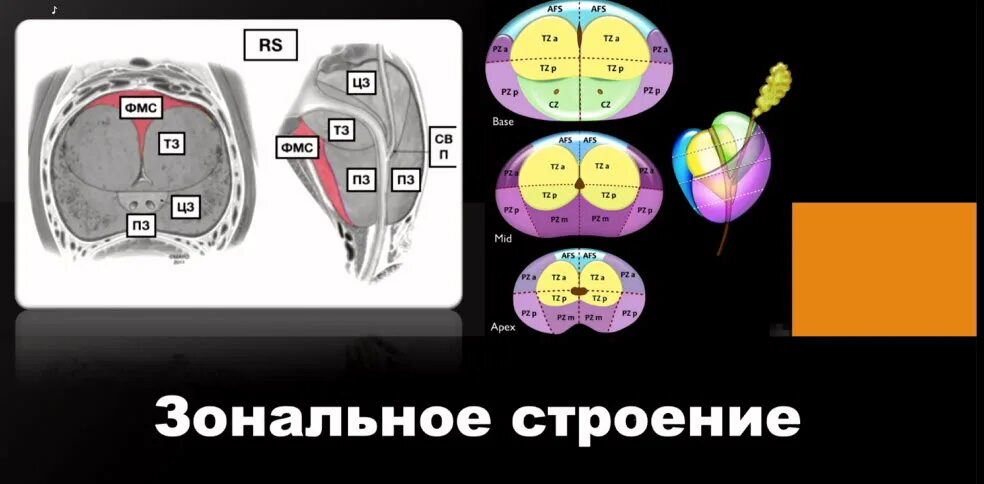 Зональное строение. Зональное строение