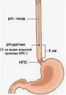 Какая рн среда в желудке
