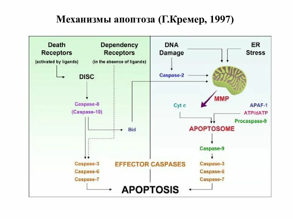 Апоптоз схема биохимия. Механизм возникновения апоптоза. Механизм развития апоптоза. Каскадный механизм апоптоза. Содержит ферменты осуществляющие апоптоз