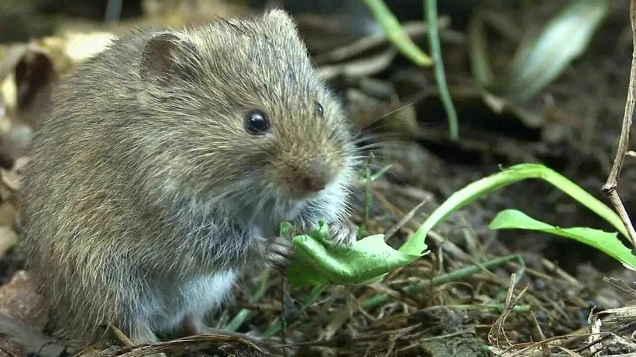 Обыкновенная полёвка. Мышь полевка. Microtus arvalis. Сосновая полевка.