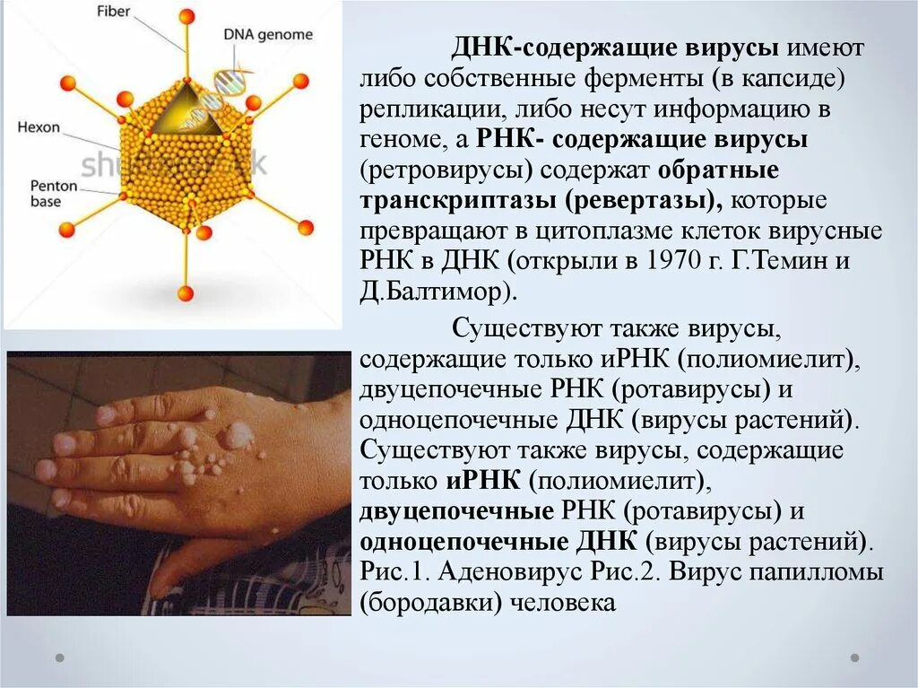 Имеющий содержащий. ДНК содержащие вирусы аденовирусы. Ретровирусы и аденовирусы.