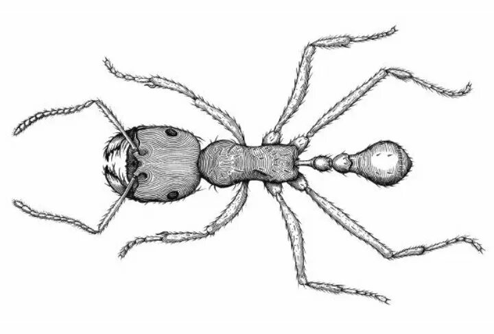 Читать серые муравьи. Уилсон Планета муравьев. Муравей раскраска. Нарисовать муравья. Нарисовать муравья поэтапно.