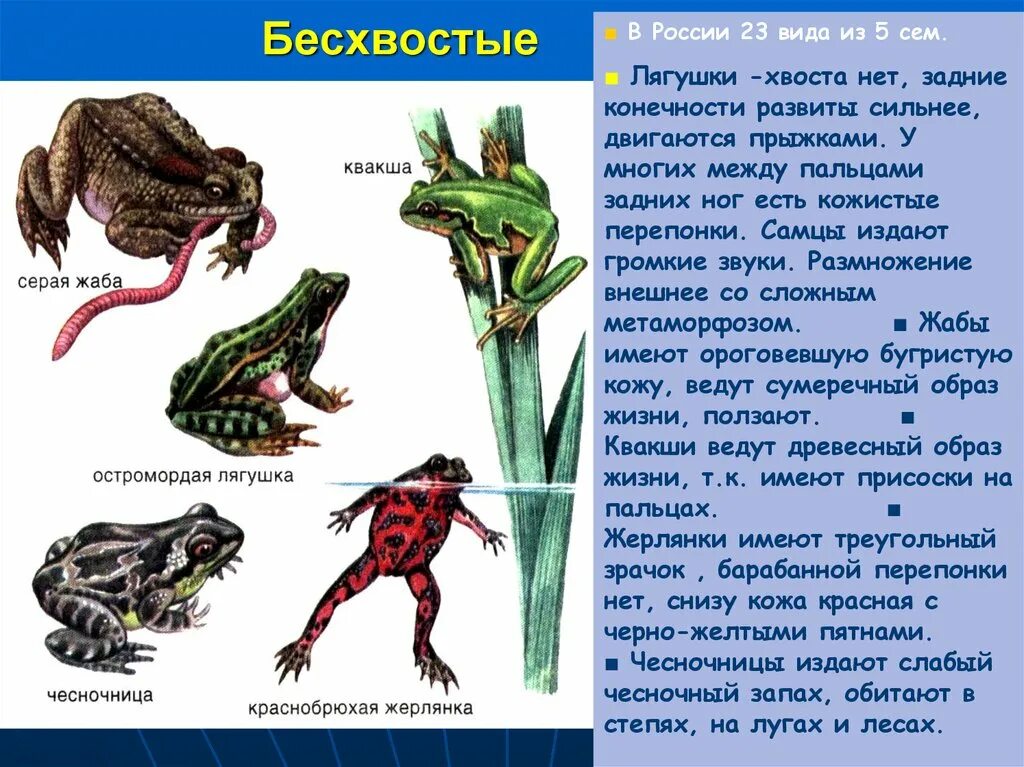 Перепонки между пальцами у земноводных. У земноводных нет хвоста. Лягушка с хвостом. Хвостатая жаба. Почему у лягушки нет хвоста.