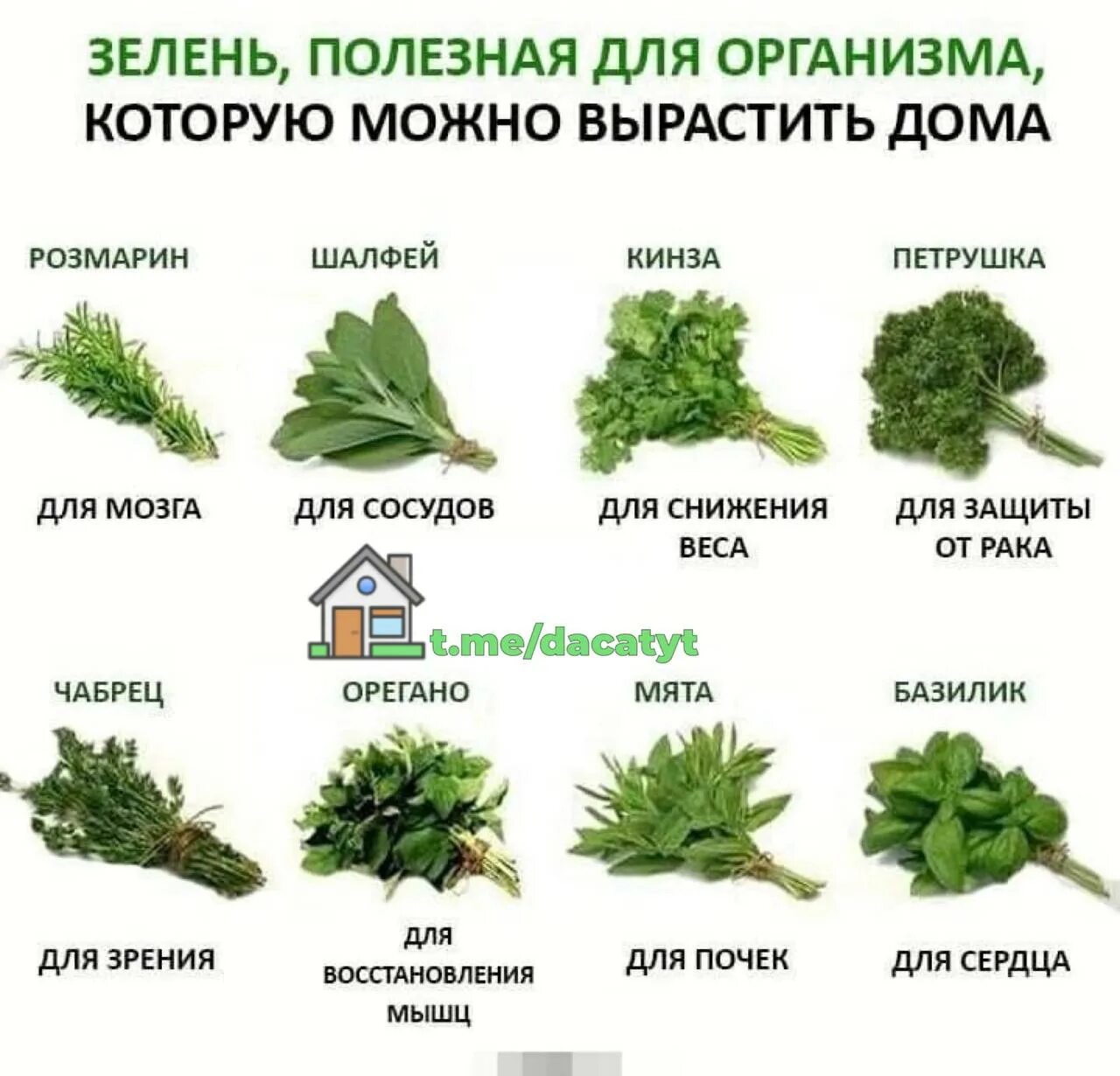 Щавель конский описание. Травы полезные для здоровья. Чай со зверобоем. Травы полезные для здоровья. Чай зверобой лечебные.