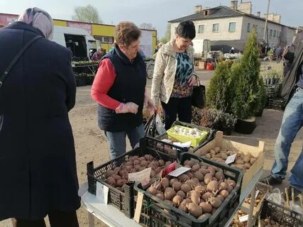 Ярмарка плодовых деревьев