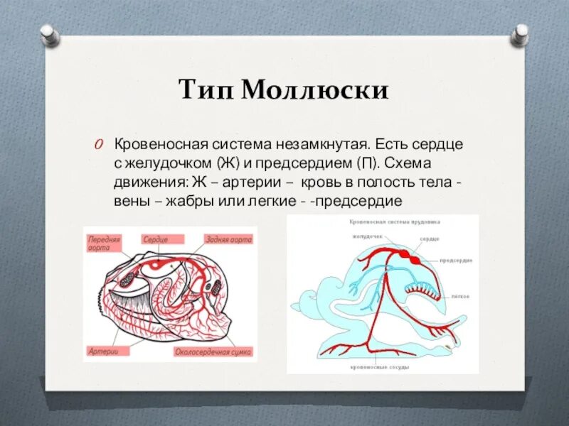 Животные имеющие незамкнутую кровеносную систему