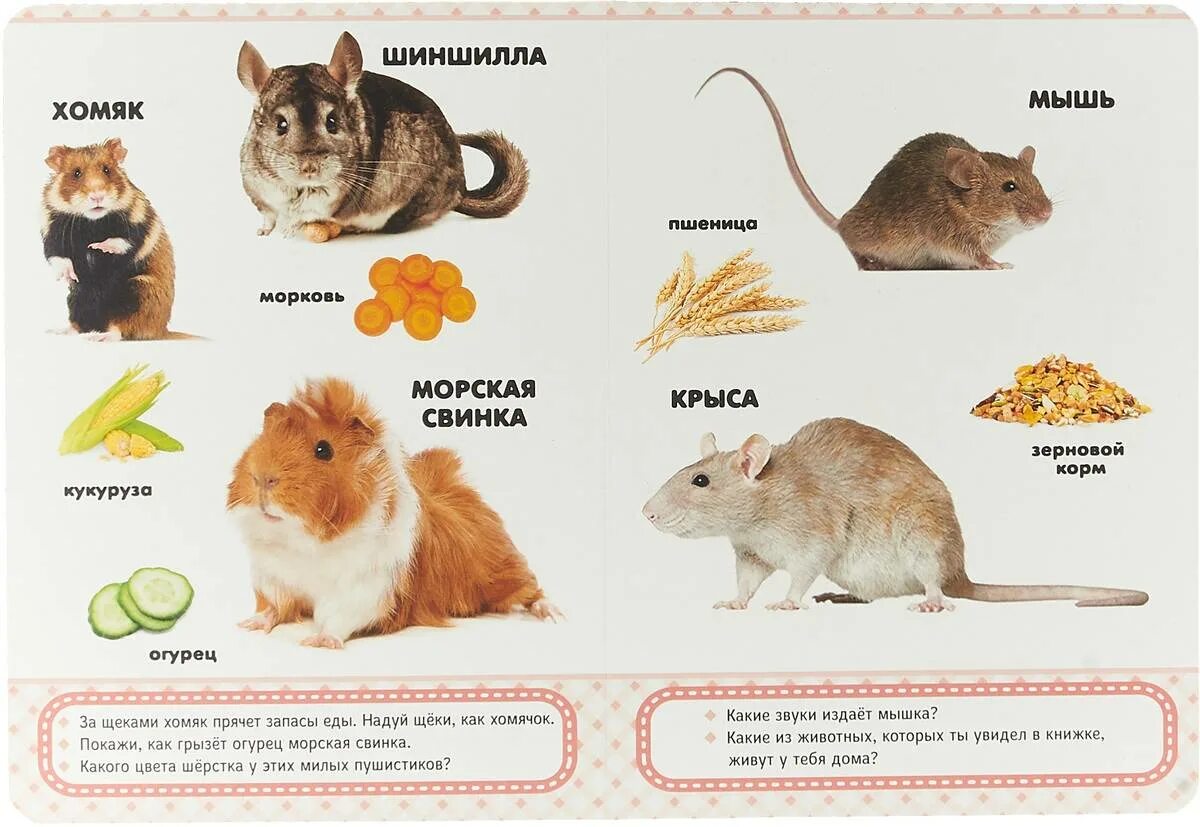 Почему хомяк издает странные звуки. Как отлечитьхомяка открысы. Крыса декоративная звуки. Сирийские хомяки странные звуки. Крыса мышь и хомяк.