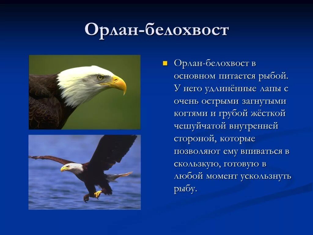 Орел приспособление к среде обитания