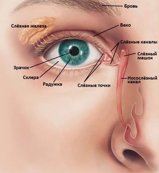 Слезный канал форум. Добавочные слезные железы.