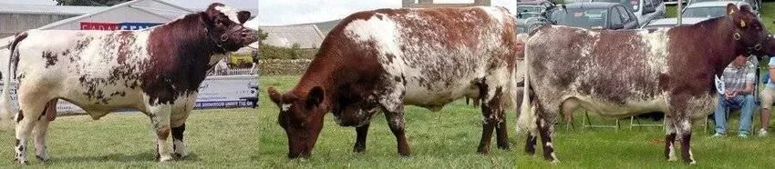 У шортгорнской породы скота цвет. У шортгорнской породы скота цвет. Шортгорнская порода. Шортгорнская порода коров. У шортгорнской породы скота цвет.