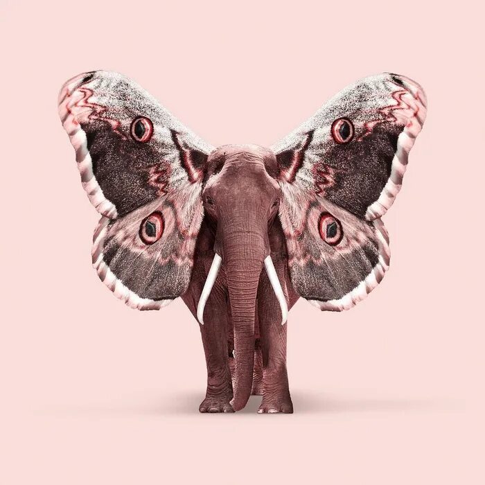 Elephant butterfly. Элефант с бабочками. Слон бабочка. Бабочка , слон, птица, лягушка , паук на английском.