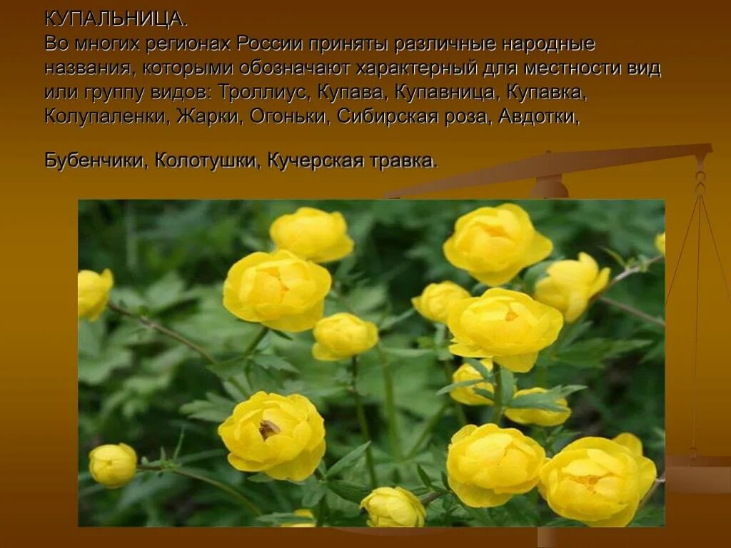 Какой тип питания характерен для купальницы азиатской. Купальница (Trollius). Бубенчики. Купава купальница что это. Купальница европейская.